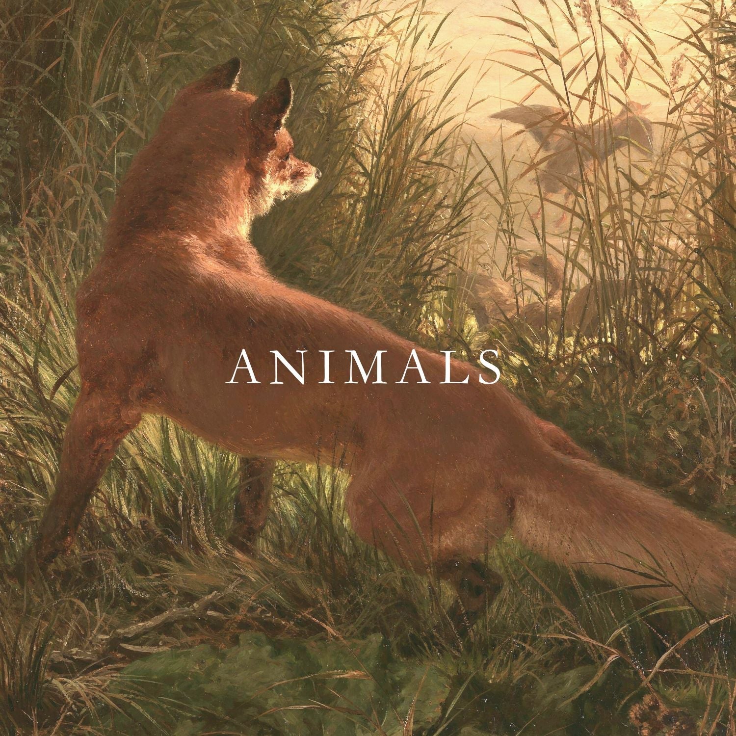 Animals