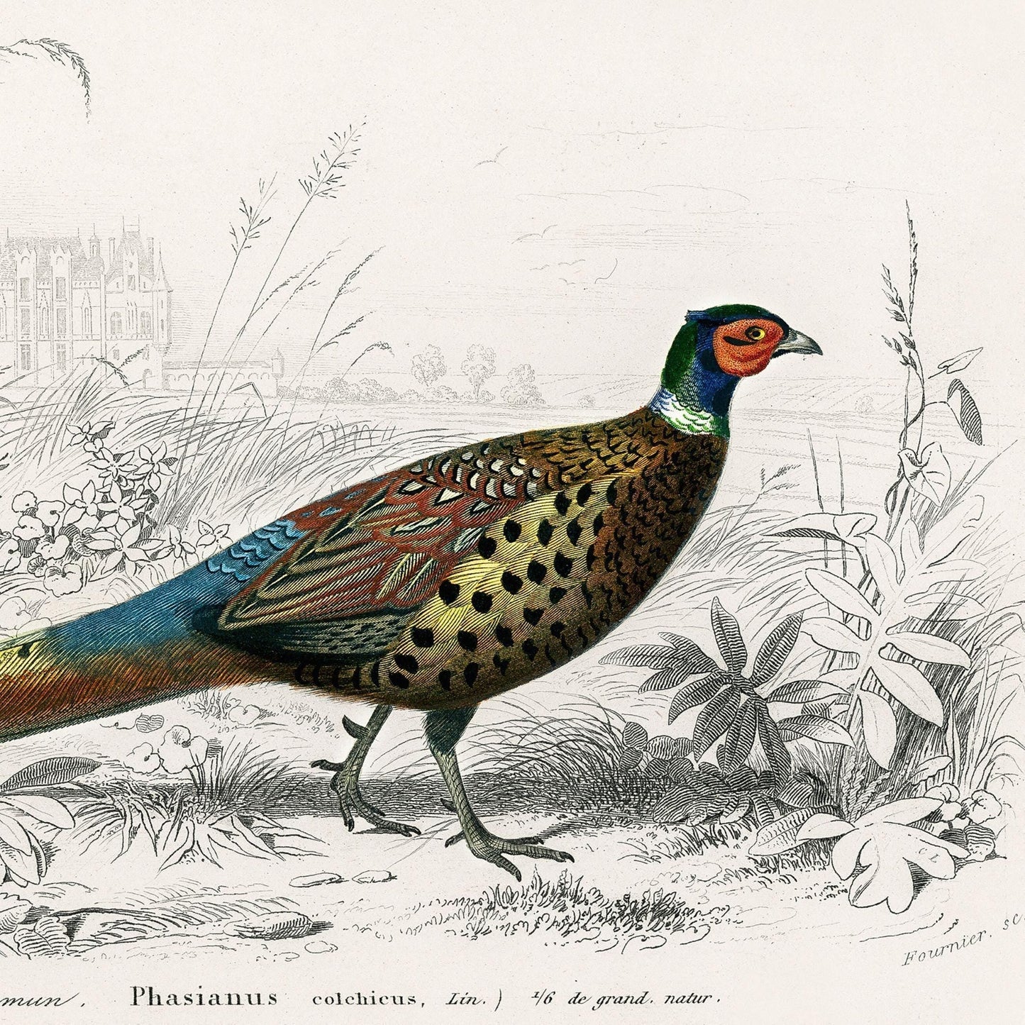 Colorful pheasant illustration in a natural setting with black and white details