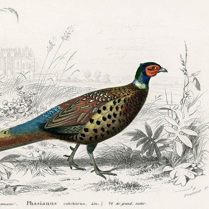 Colorful pheasant illustration in a natural setting with black and white details