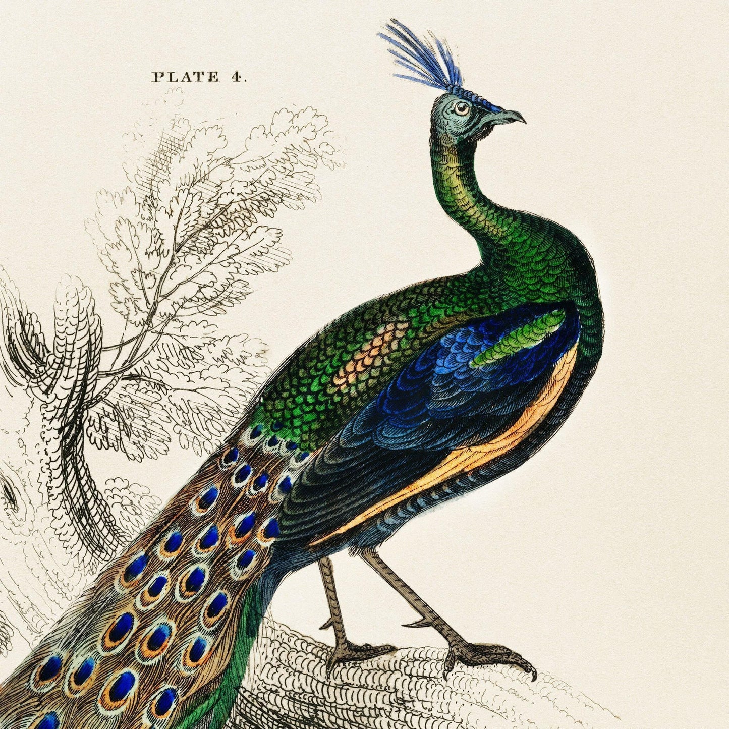 Vintage illustration of a peacock with detailed feather patterns on a beige background.