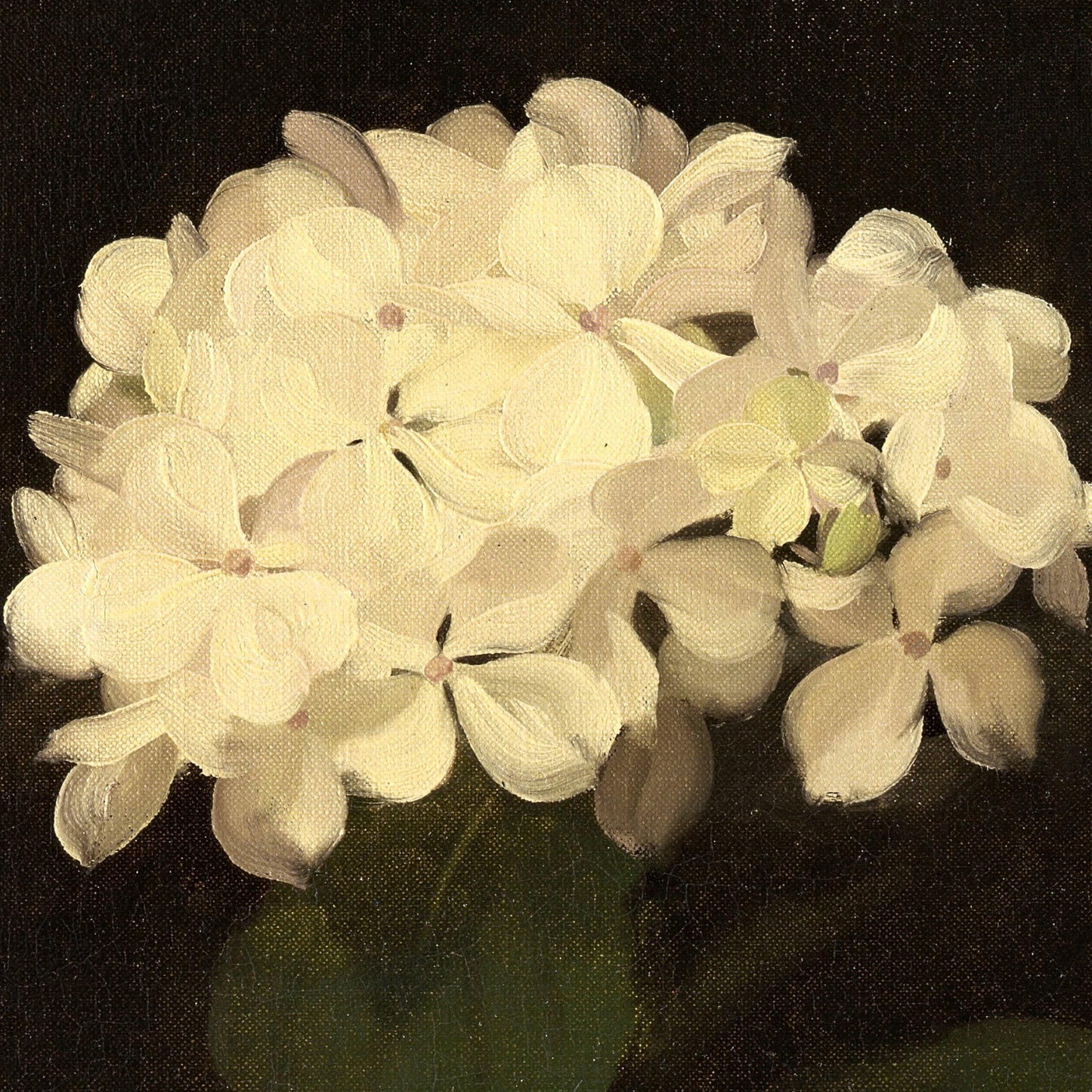 Close-up of a cluster of white flowers with a dark background