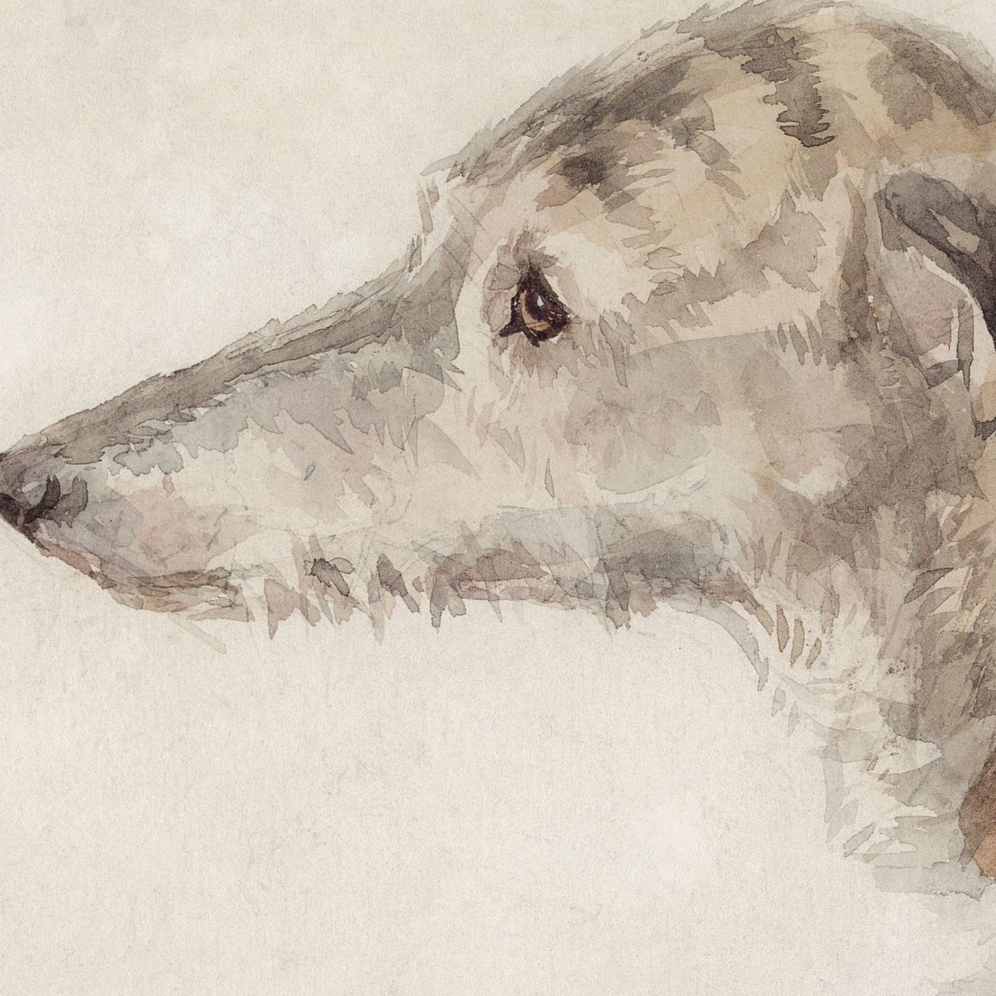 An Irish Wolfhound | Edwin Landseer (19th century)