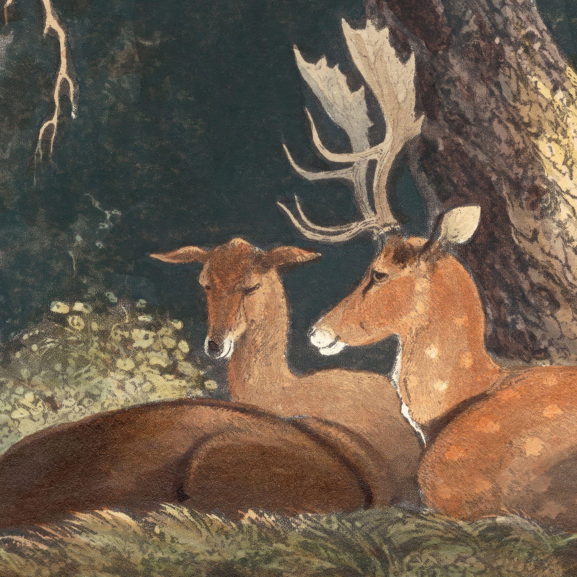 Two deer in a forest setting with one lying down and the other standing.