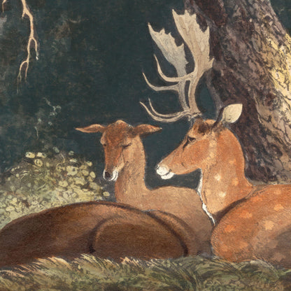 Two deer in a forest setting with one lying down and the other standing.