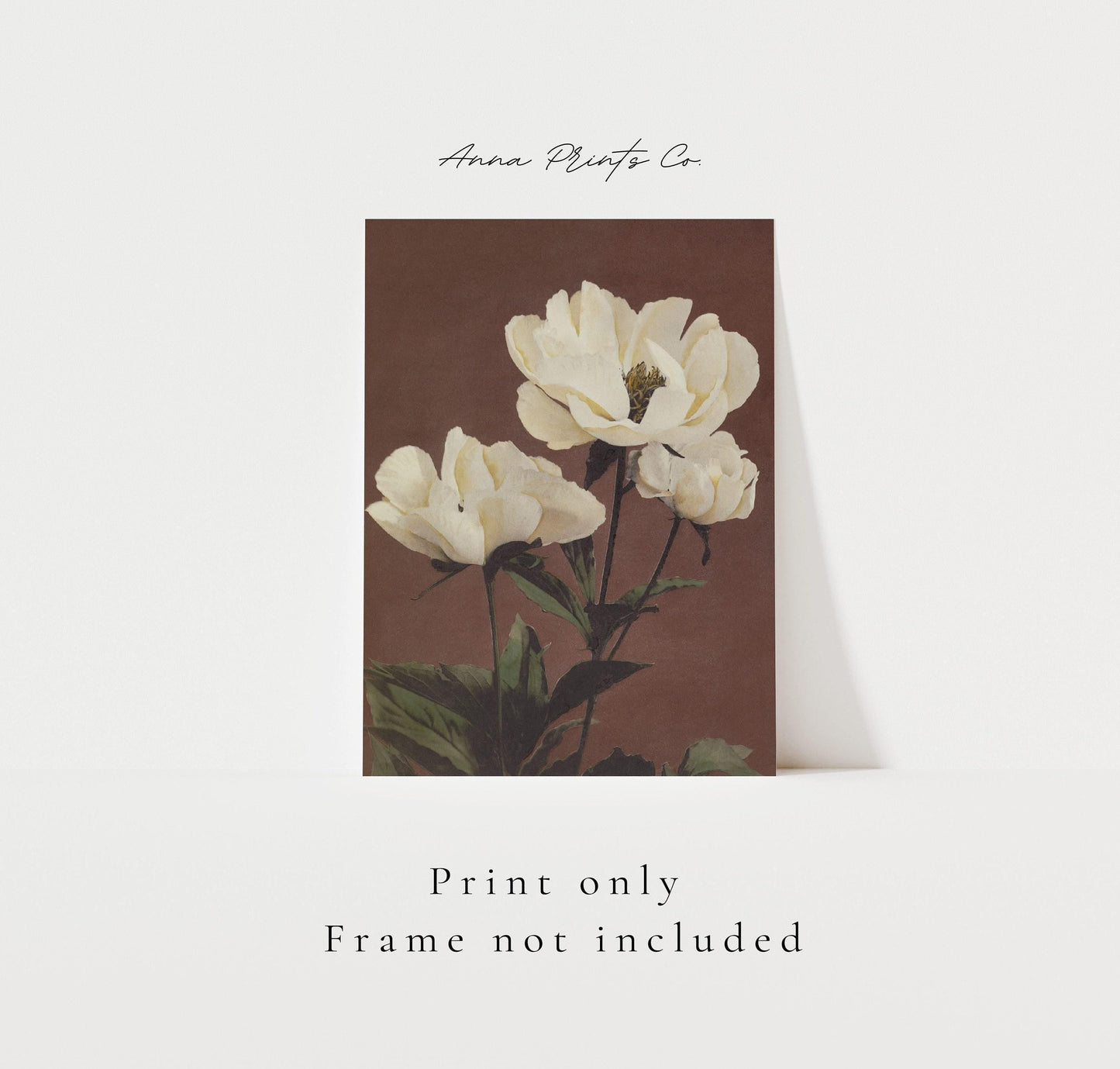 Vintage art print of Hærdaceous Pæony White FLowers with text overlay stating frame not included
