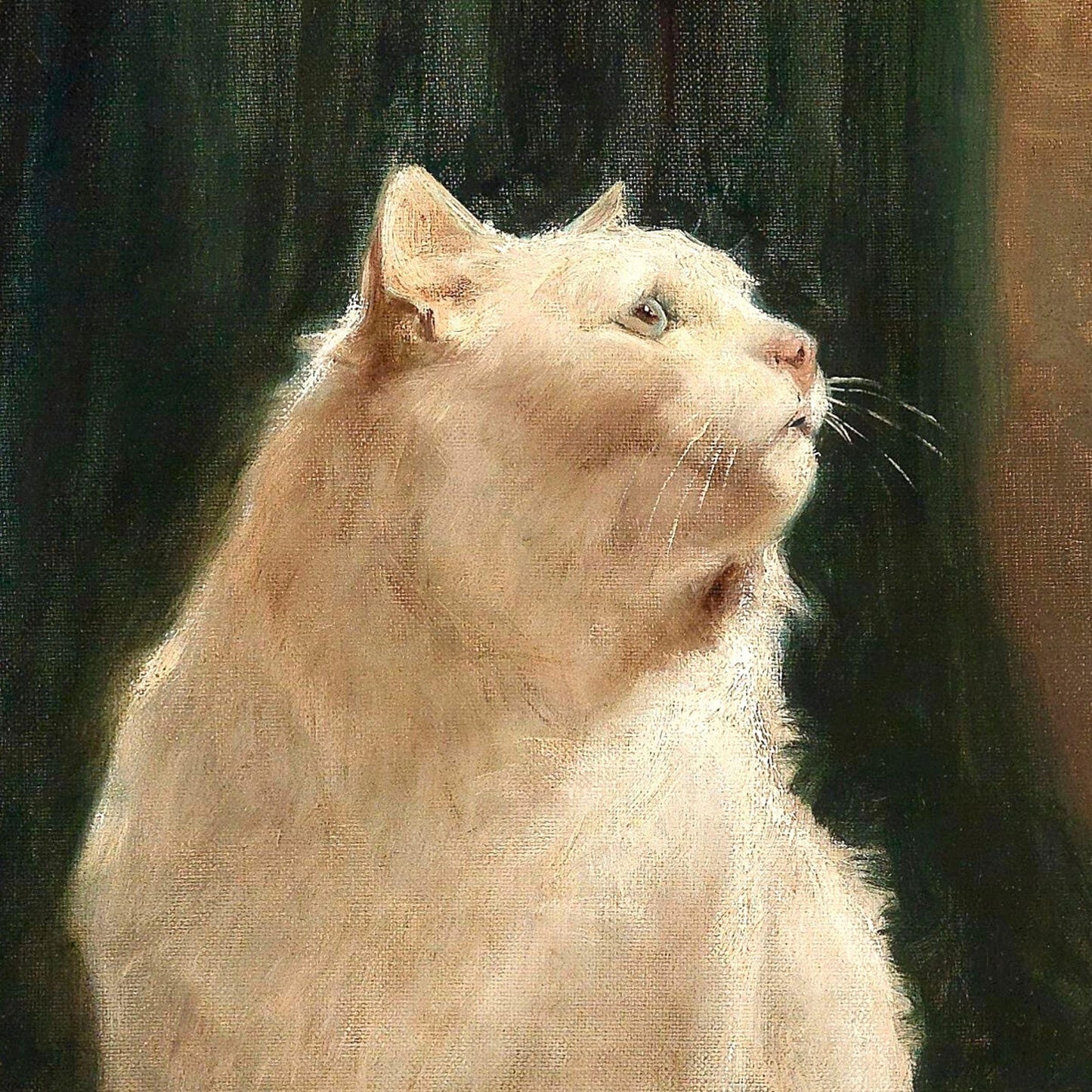 Close-up of a light-colored cat with a dark background