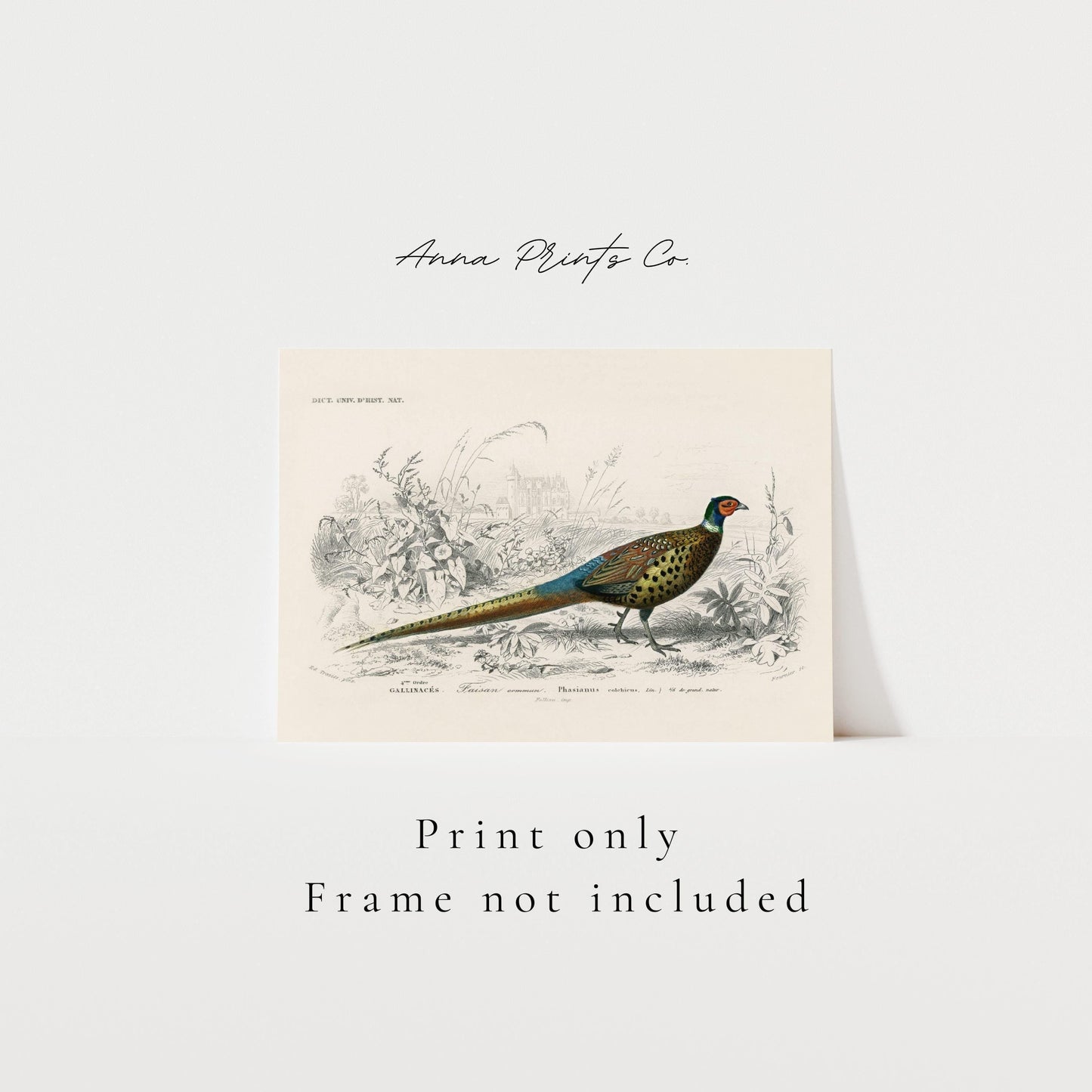 Vintage art print of Ring-neckrd pheasant Illustration with text overlay stating frame not included
