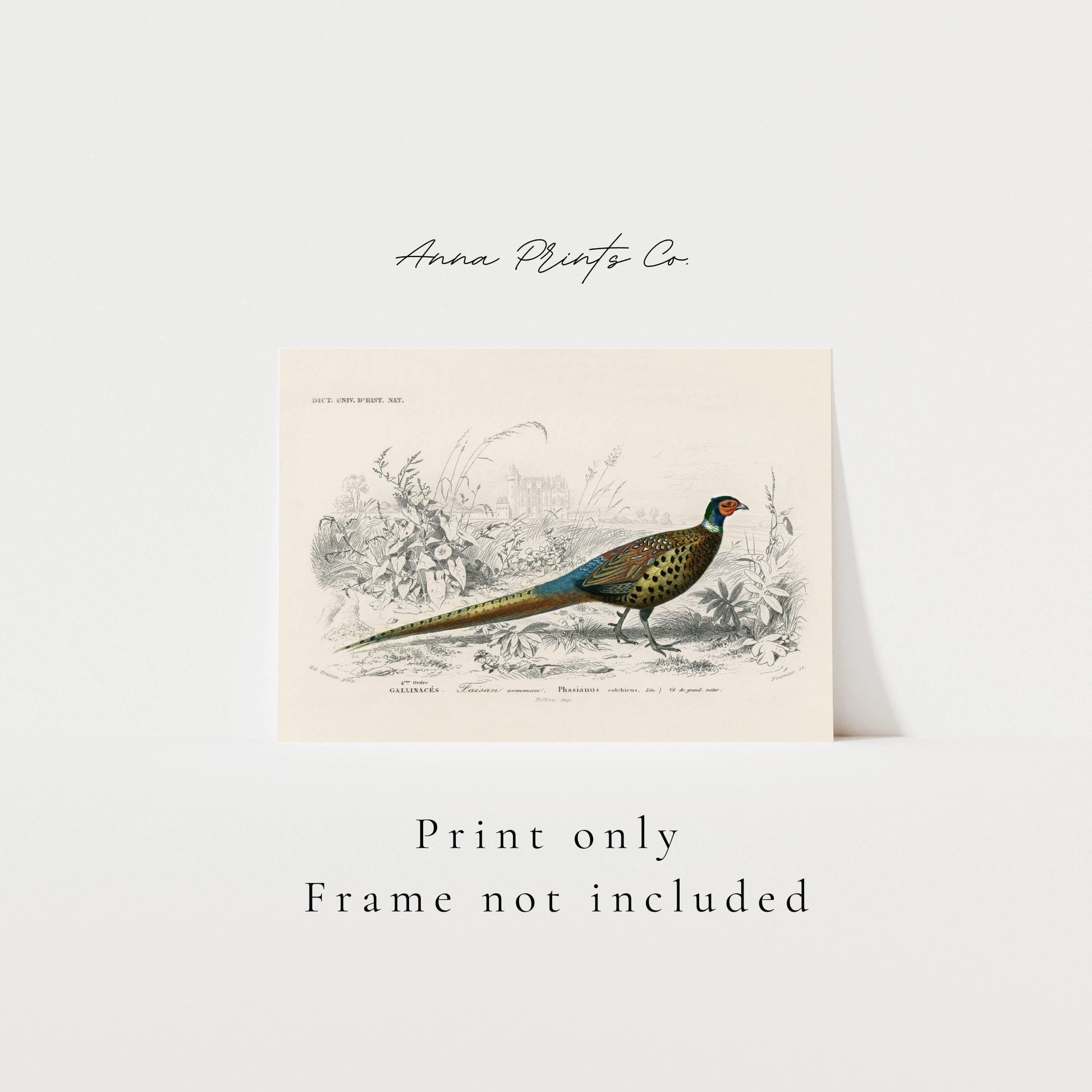 Vintage art print of Ring-neckrd pheasant Illustration with text overlay stating frame not included