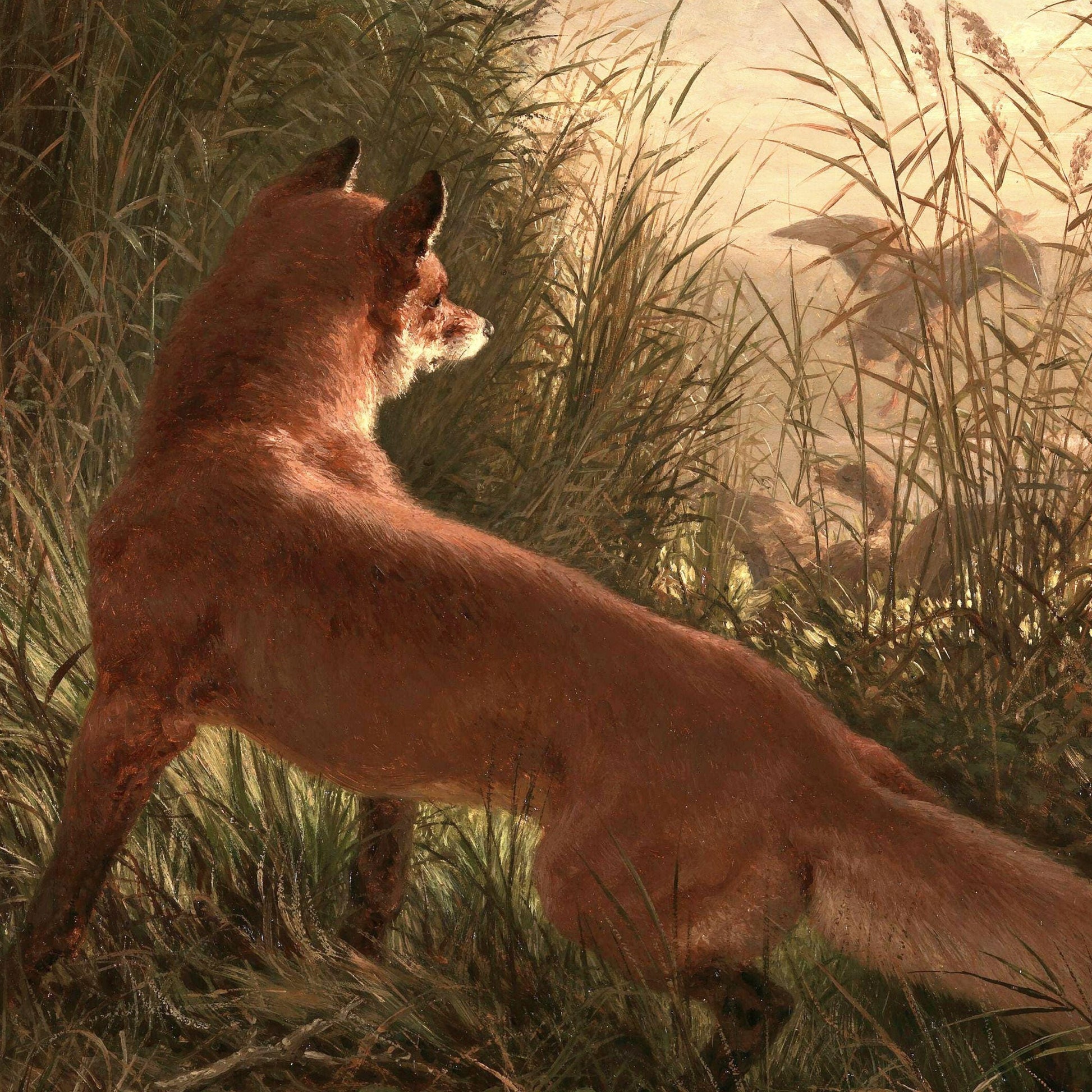 Fox standing in tall grass with a warm, golden light