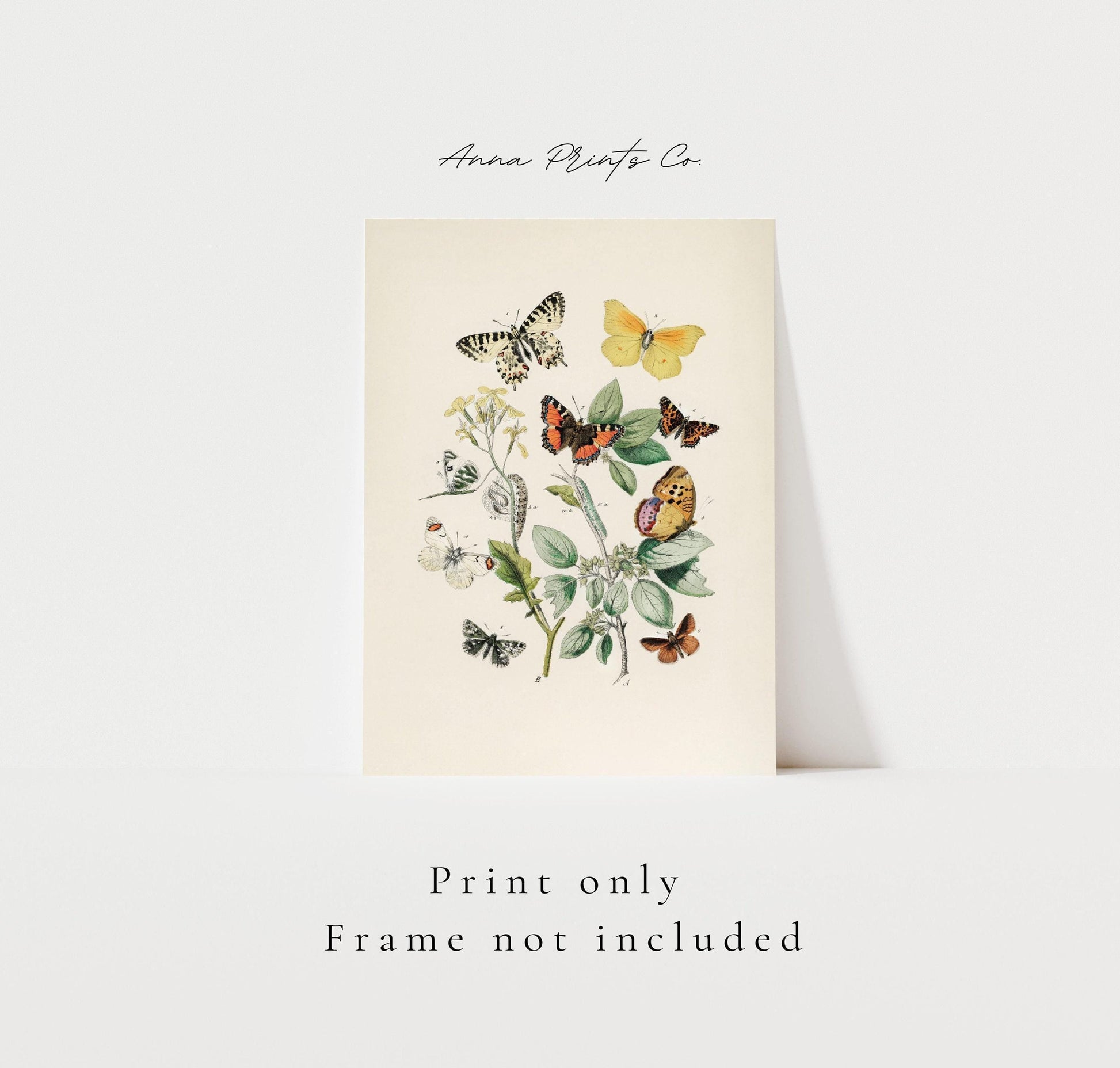 Vintage art print of European Butterflies and Moths with text overlay stating frame not included