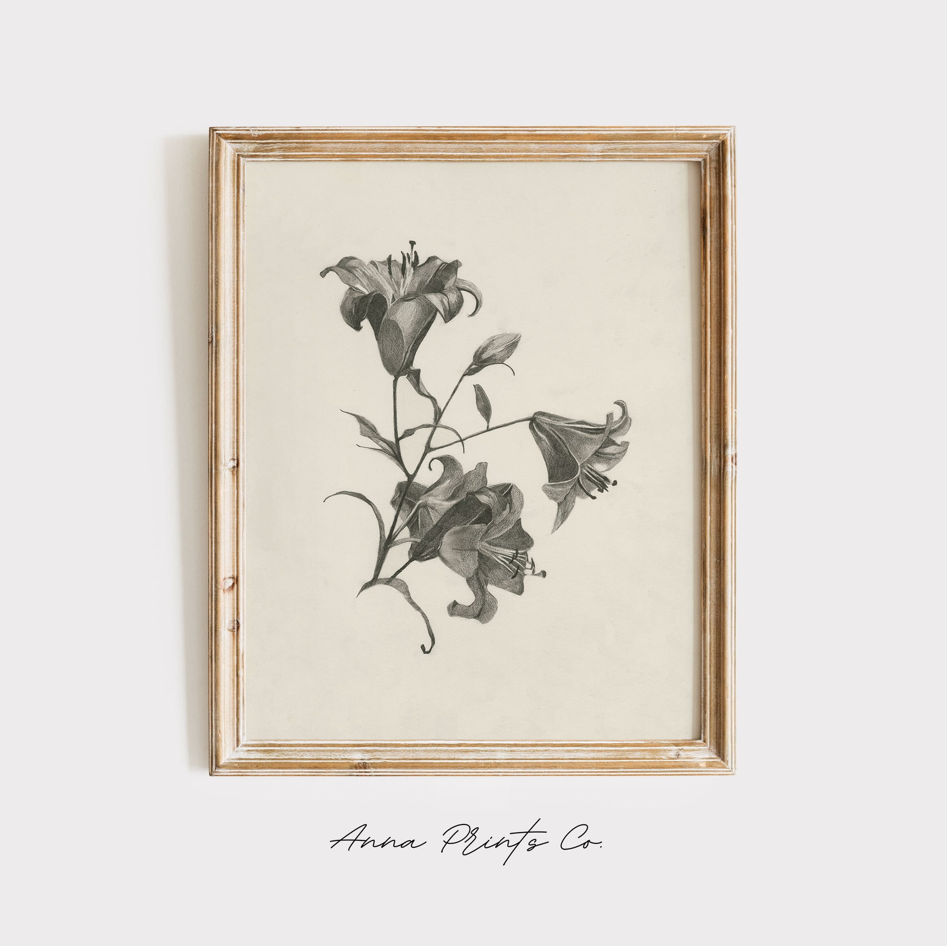 Vintage art print of Lillies Sketch Minimalist Artwork displayed in wooden frame