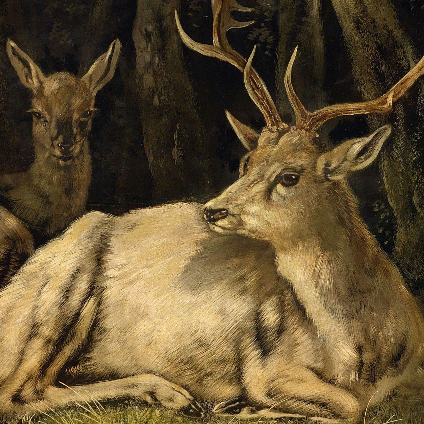 Two deer in a forest setting with one lying down and the other standing.