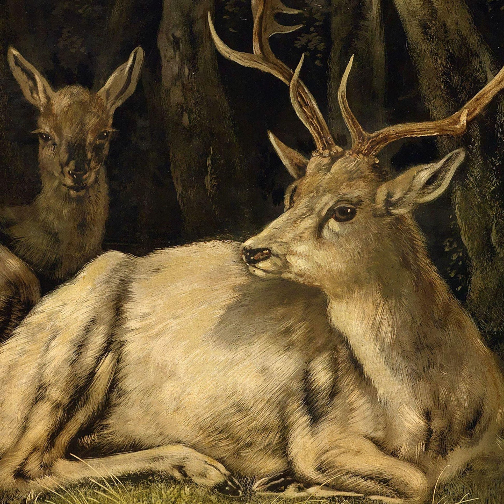 Two deer in a forest setting with one lying down and the other standing.