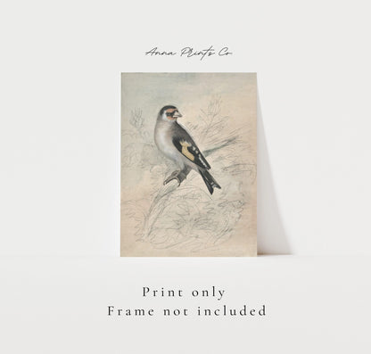 Vintage art print of A European Goldfinch Bird Sketch with text overlay stating frame not included