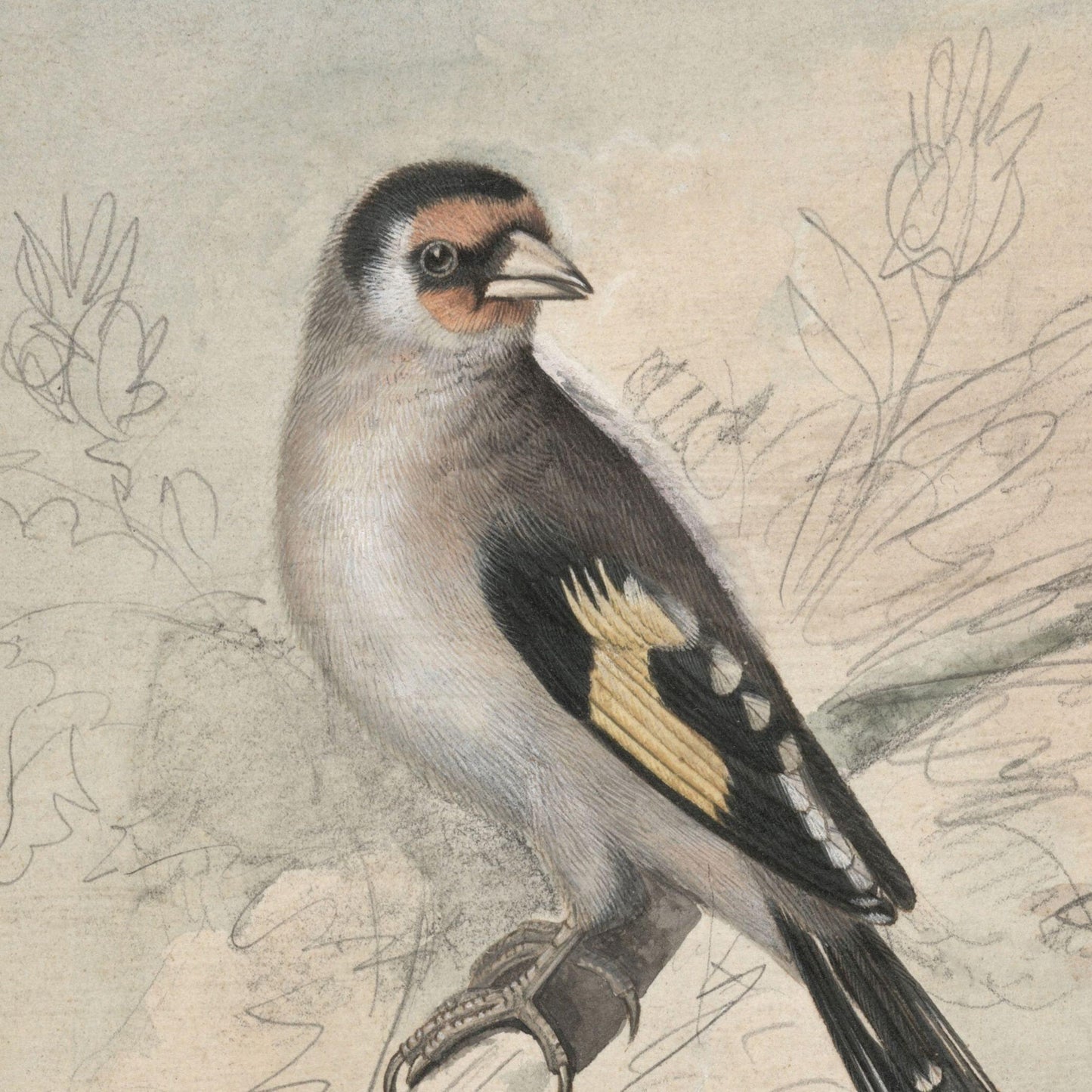 Detailed illustration of a bird perched on a branch with a natural background