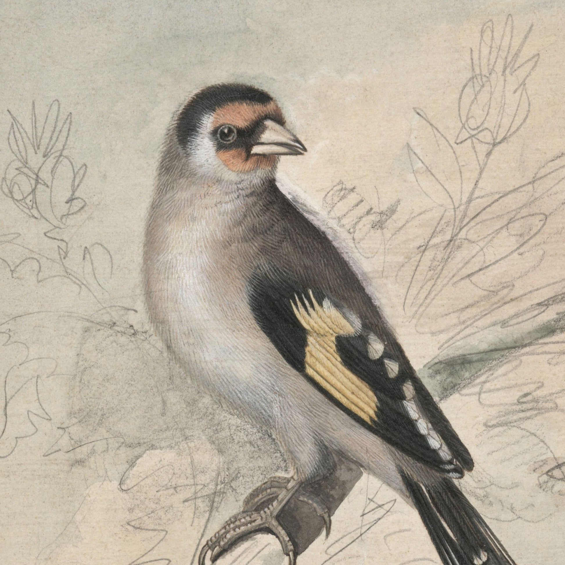 Detailed illustration of a bird perched on a branch with a natural background