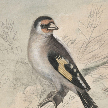 Detailed illustration of a bird perched on a branch with a natural background