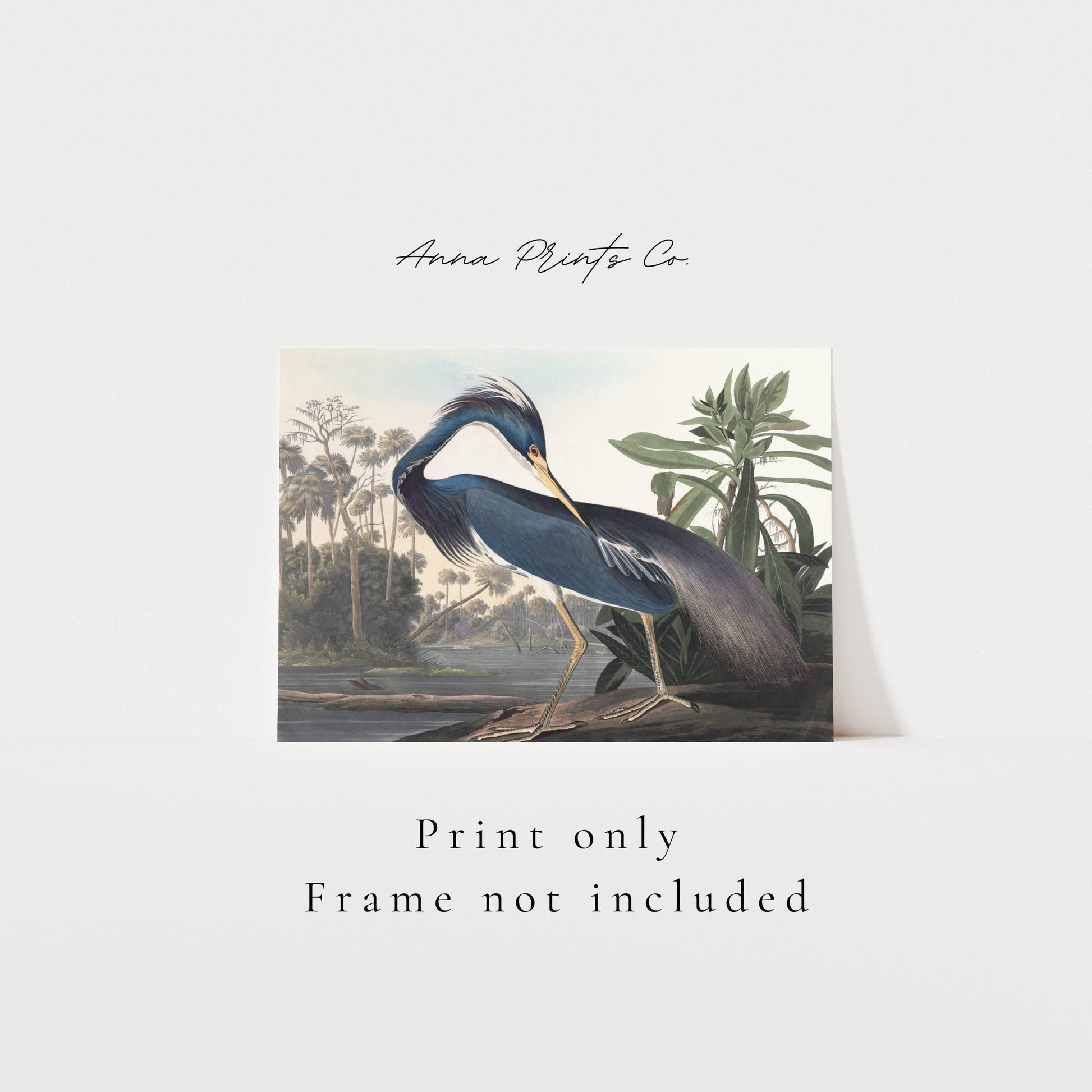 Vintage art print of Louisiana Heron by Audubon with text overlay stating frame not included