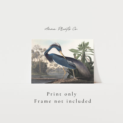 Vintage art print of Louisiana Heron by Audubon with text overlay stating frame not included