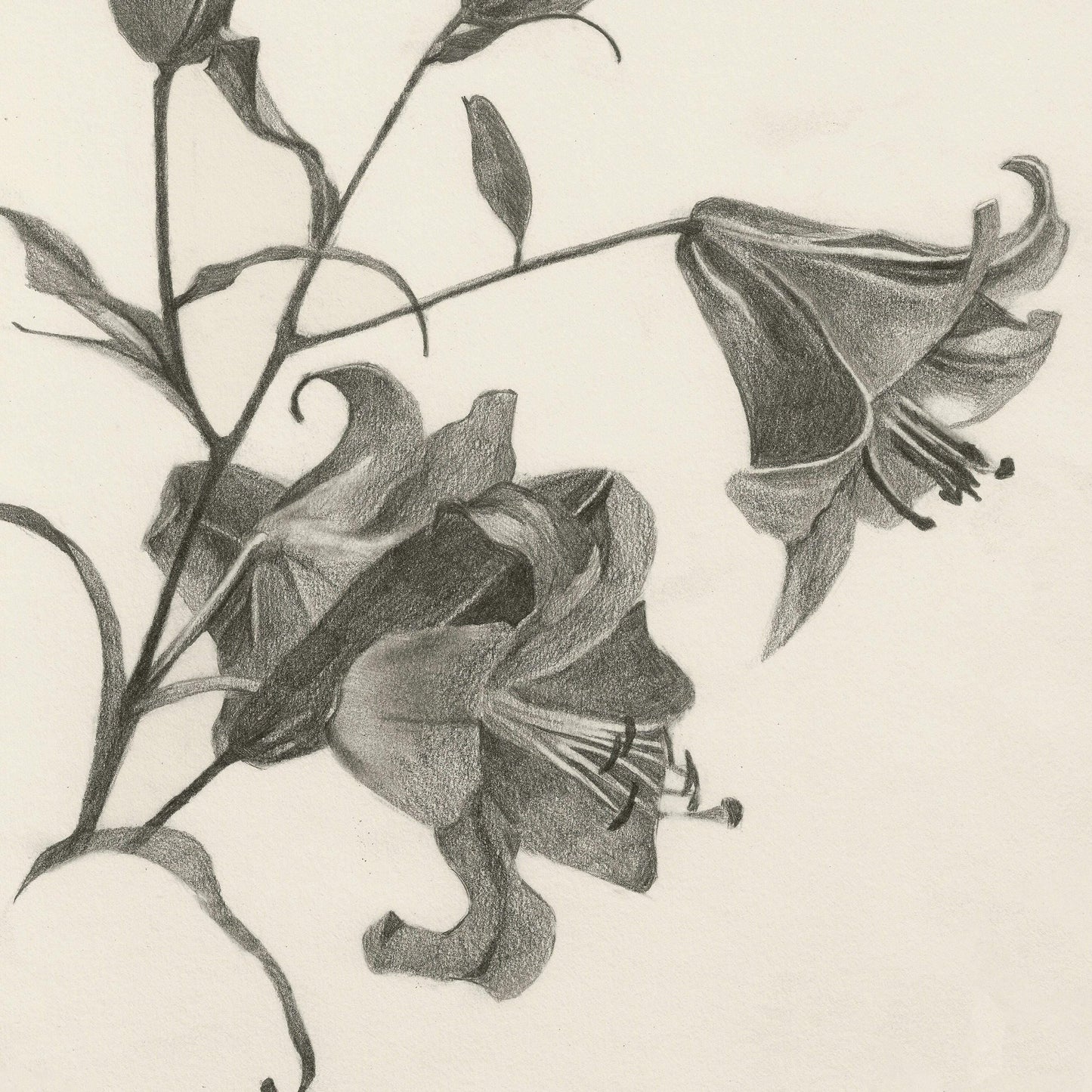Black and white illustration of bell-shaped flowers with leaves on a beige background