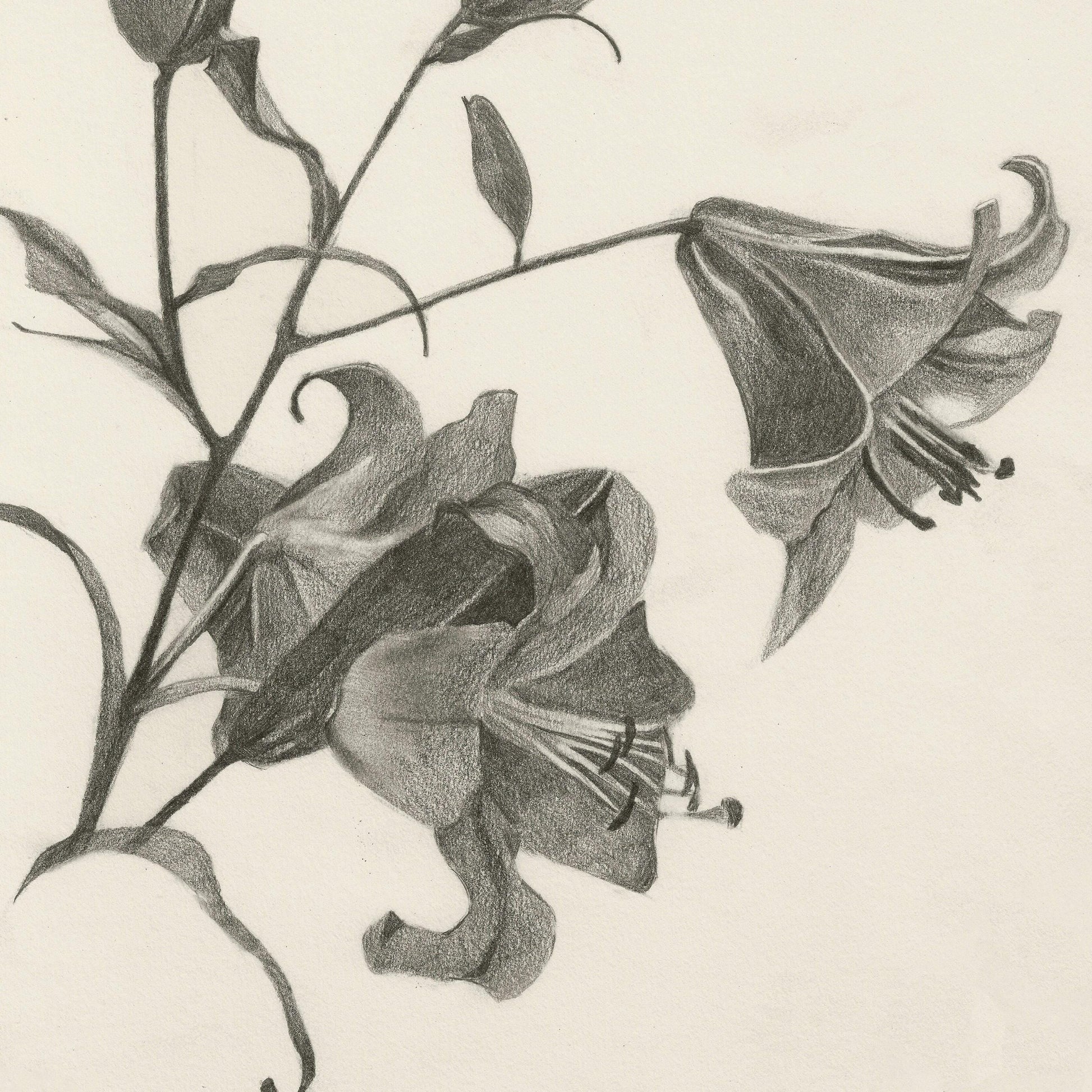 Black and white illustration of bell-shaped flowers with leaves on a beige background