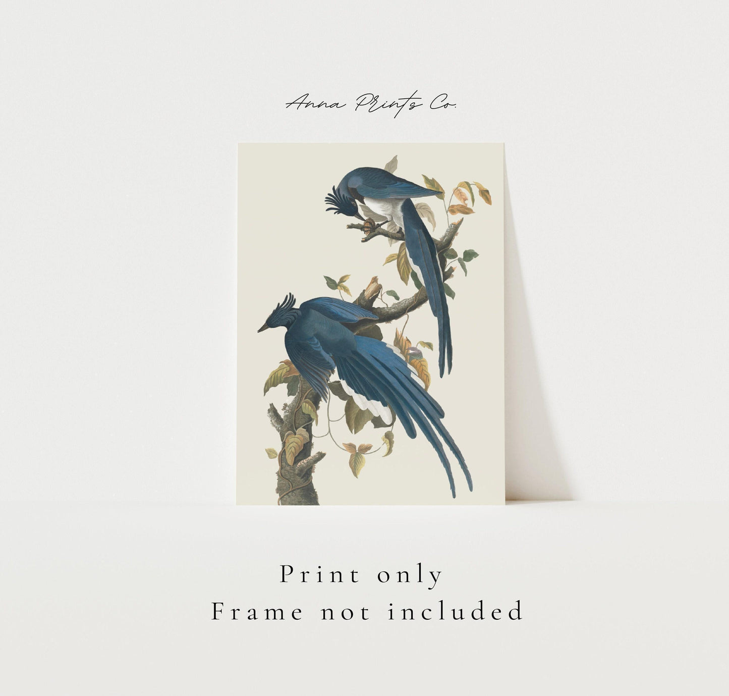 Vintage art print of Columbia Jay Illustration by Audubon with text overlay stating frame not included
