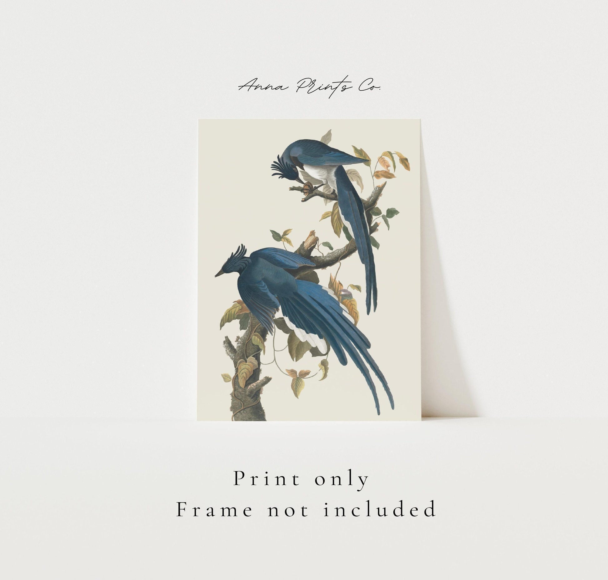 Vintage art print of Columbia Jay Illustration by Audubon with text overlay stating frame not included