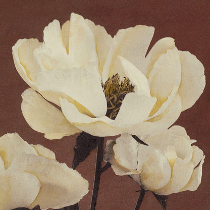 Close-up of a white flower with a brown background