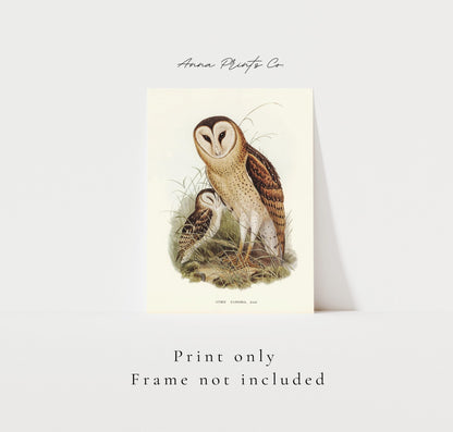 Vintage art print of Grass Owl, Strix Candida) Illustration with text overlay stating frame not included