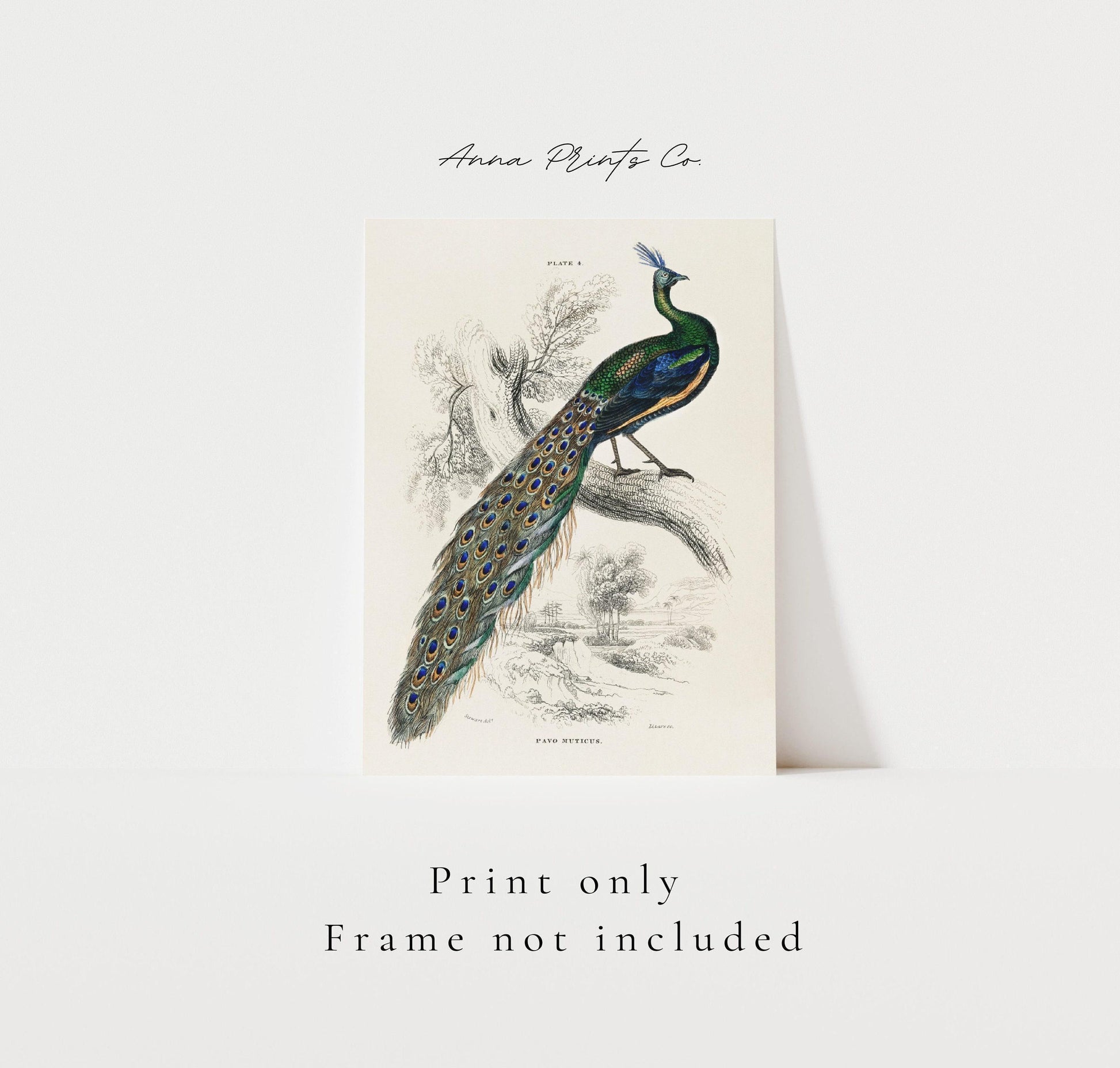 Vintage art print of Majestic Male Peafowl Illustration with text overlay stating frame not included