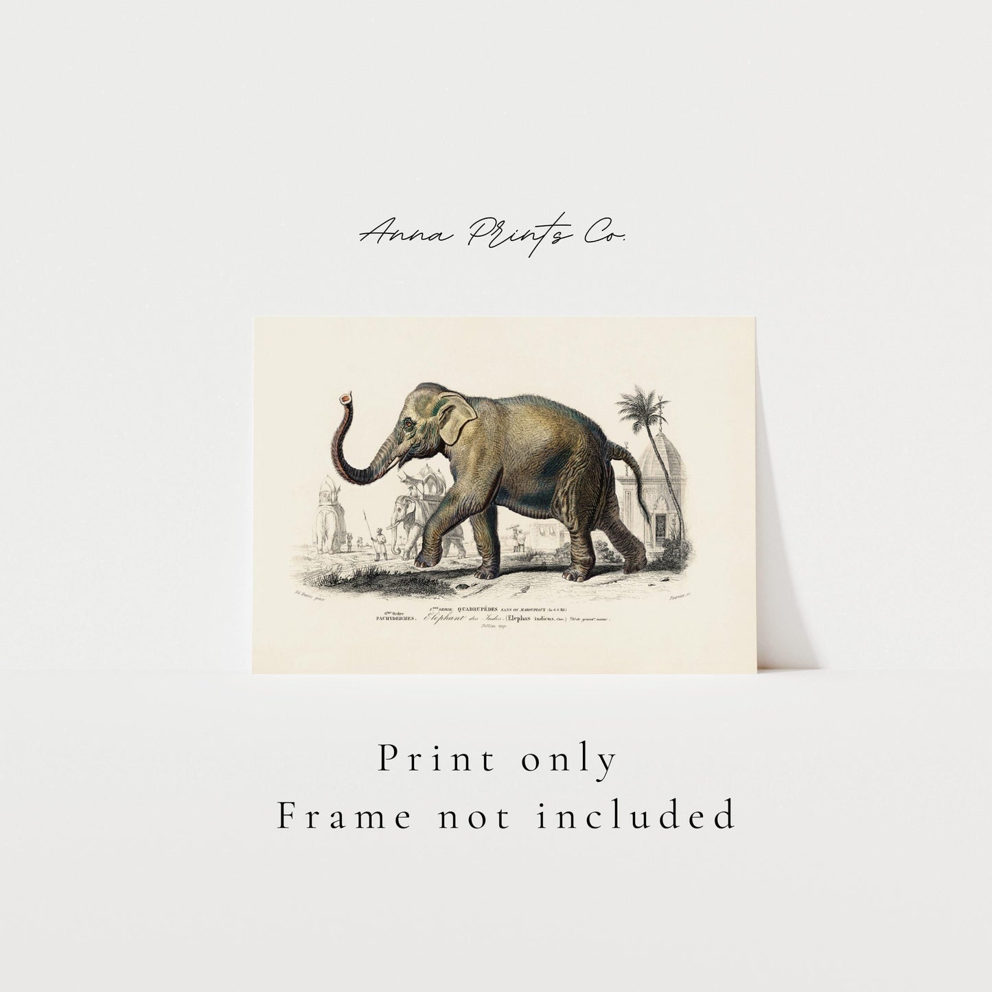 Vintage art print of Asiatic elephant Illustration with text overlay stating frame not included