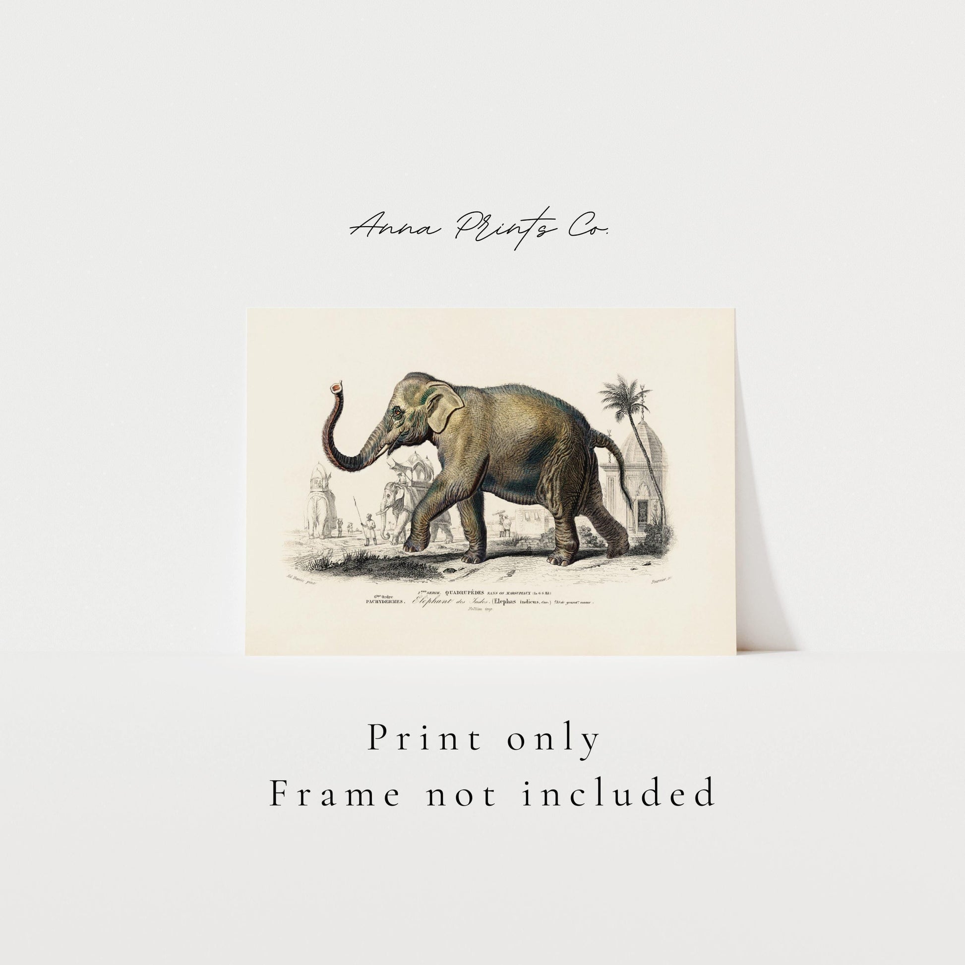 Vintage art print of Asiatic elephant Illustration with text overlay stating frame not included