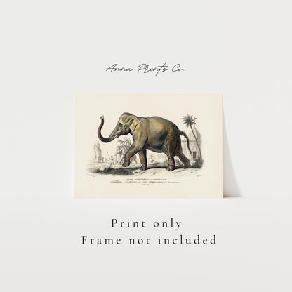 Vintage art print of Asiatic elephant Illustration with text overlay stating frame not included