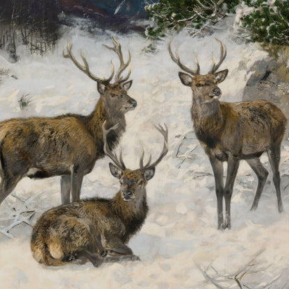 Three deer in a snowy landscape with trees in the background