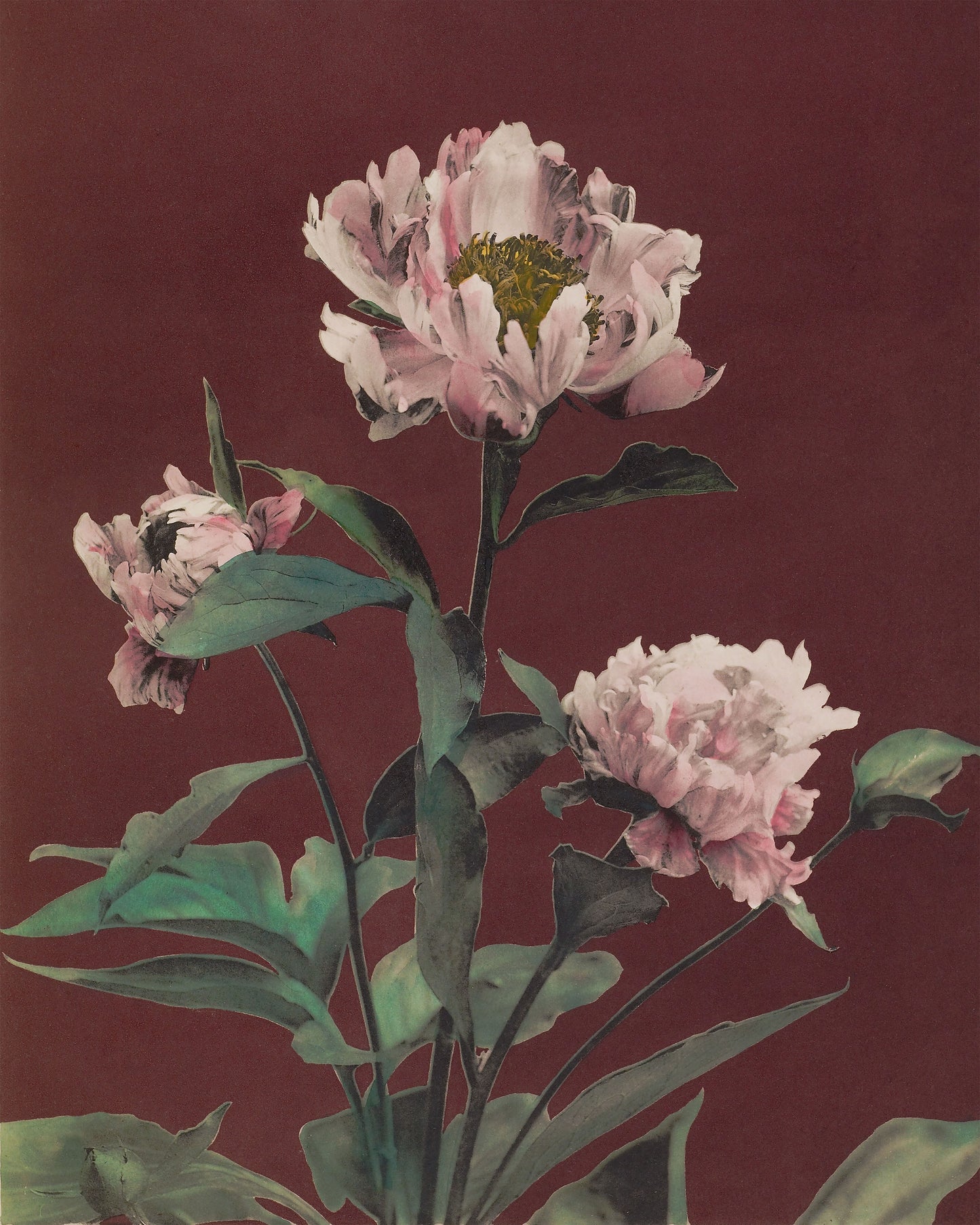 Art print of Hærdaceous Pæony by Kazumasa Ogawa, 1896