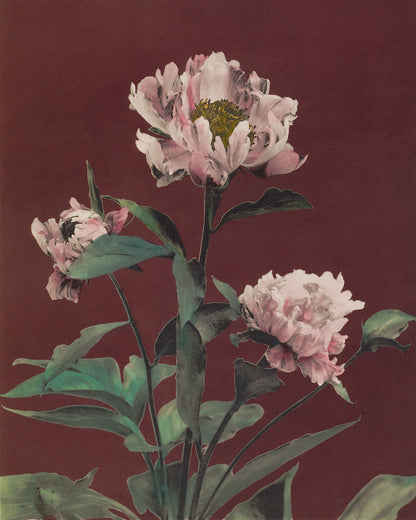 Art print of Hærdaceous Pæony by Kazumasa Ogawa, 1896