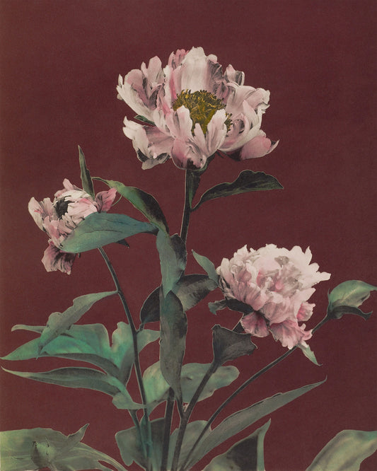 Art print of Hærdaceous Pæony by Kazumasa Ogawa, 1896