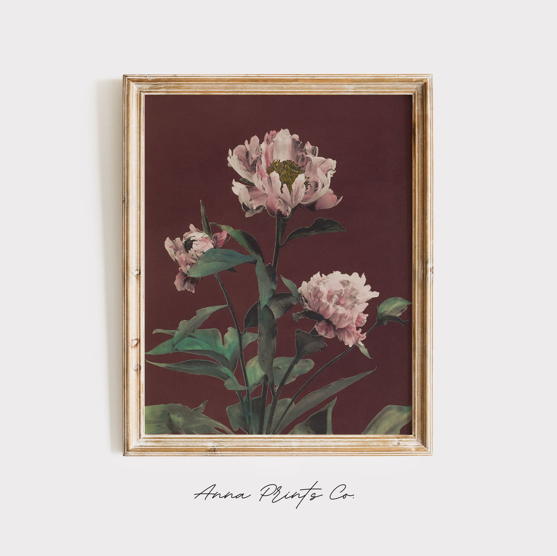 Vintage art print of Hærdaceous Pæony Pink Flowers displayed in wooden frame