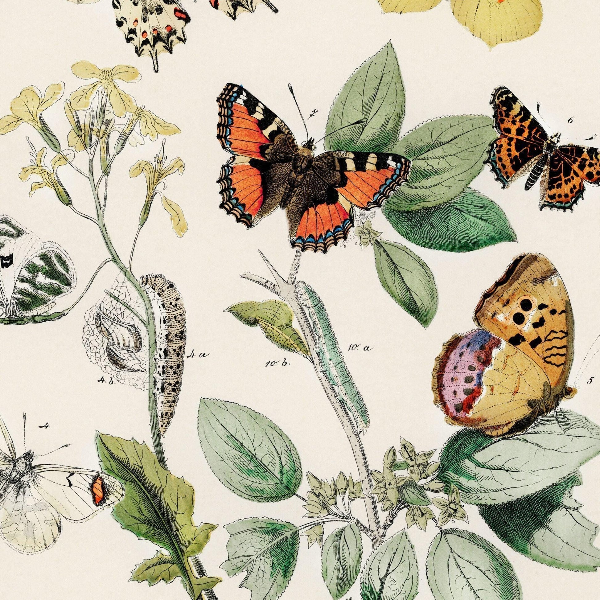 Illustration of butterflies and leaves on a beige background