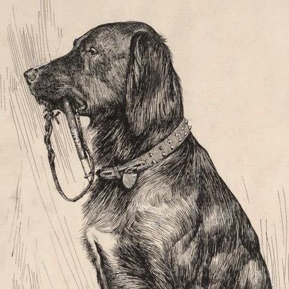 Detailed black and white illustration of a dog with a collar and chain on a textured beige background