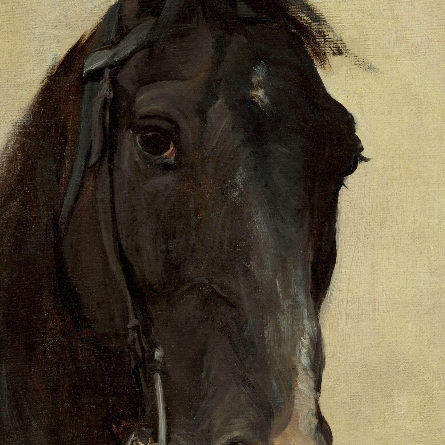 Close-up of a horse's face with a beige background