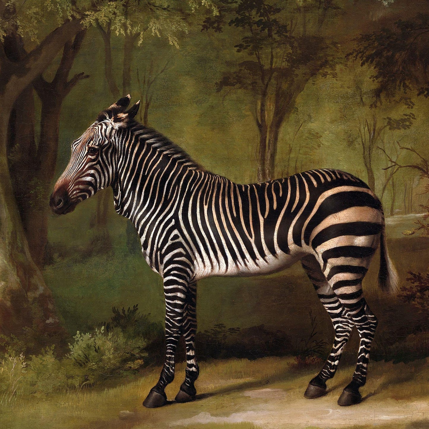 Zebra standing in a natural landscape with trees and grass.