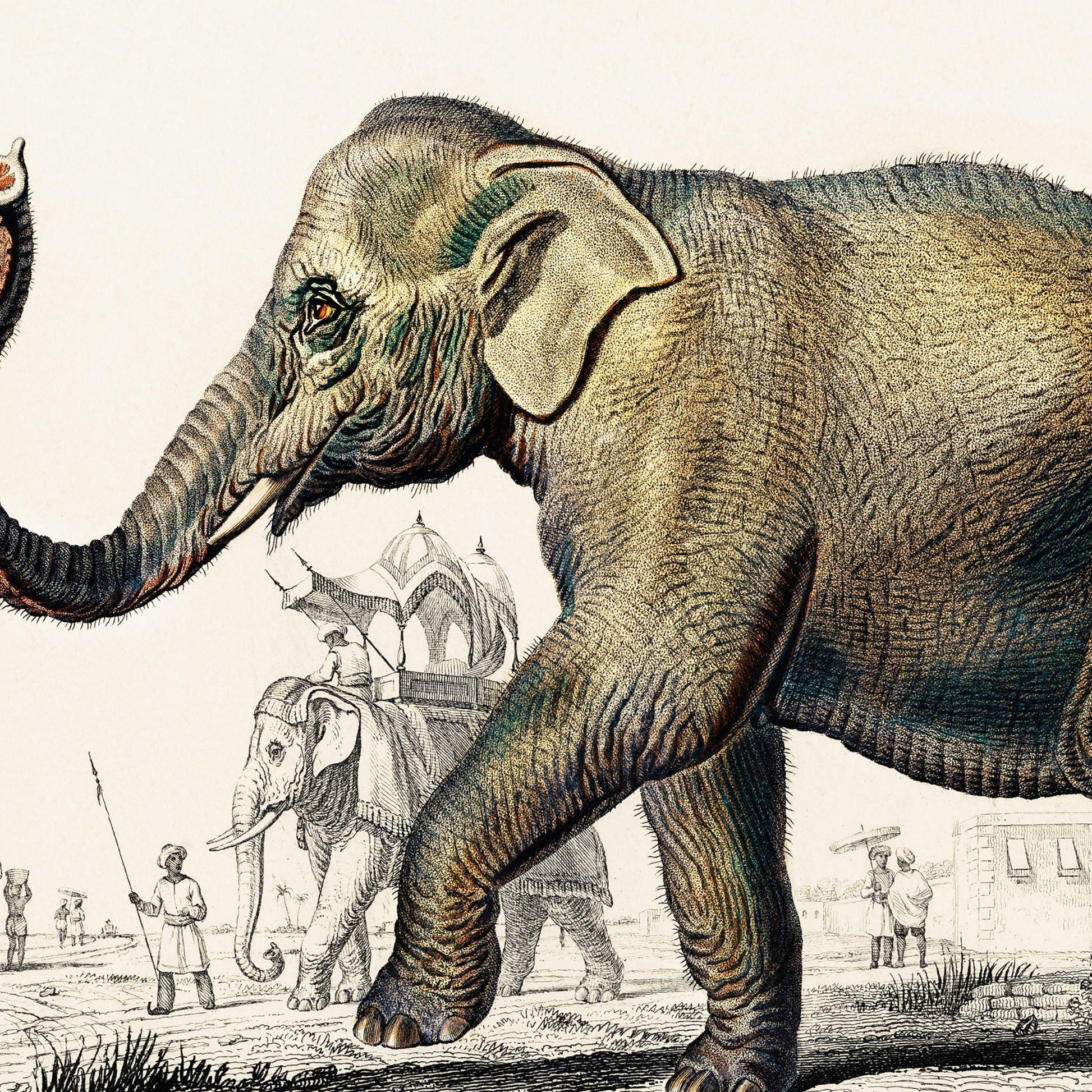 Illustration of an elephant with a historical or vintage setting