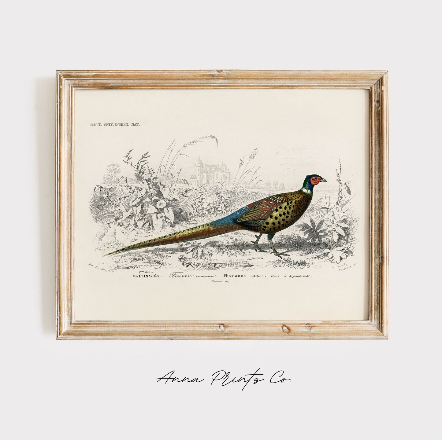 Vintage art print of Ring-neckrd pheasant Illustration displayed in wooden frame