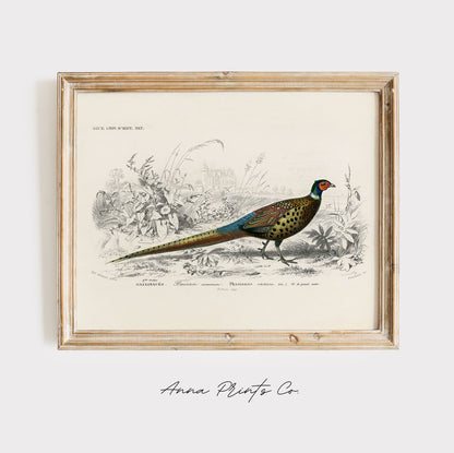 Vintage art print of Ring-neckrd pheasant Illustration displayed in wooden frame