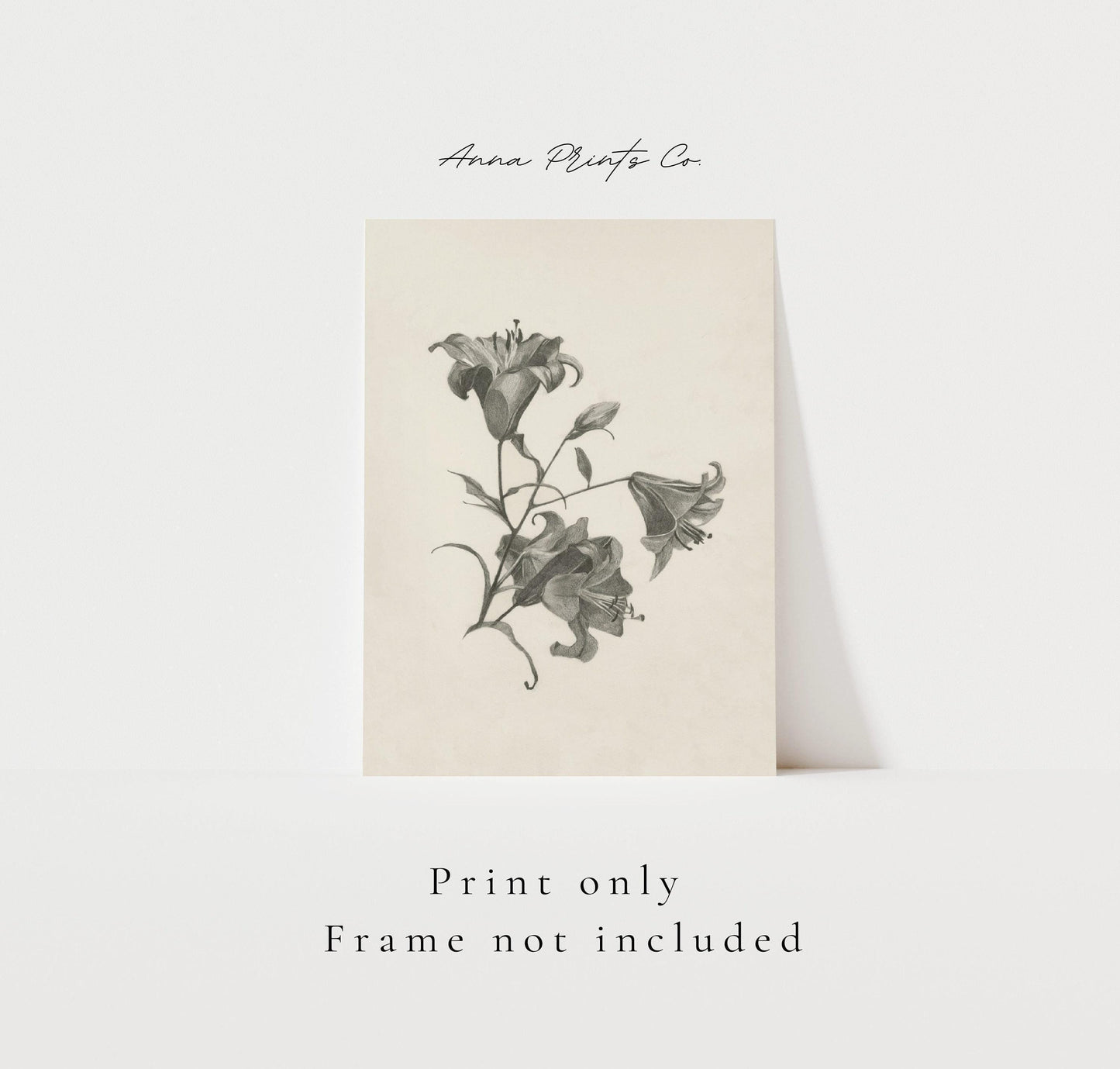 Vintage art print of Lillies Sketch Minimalist Artwork with text overlay stating frame not included