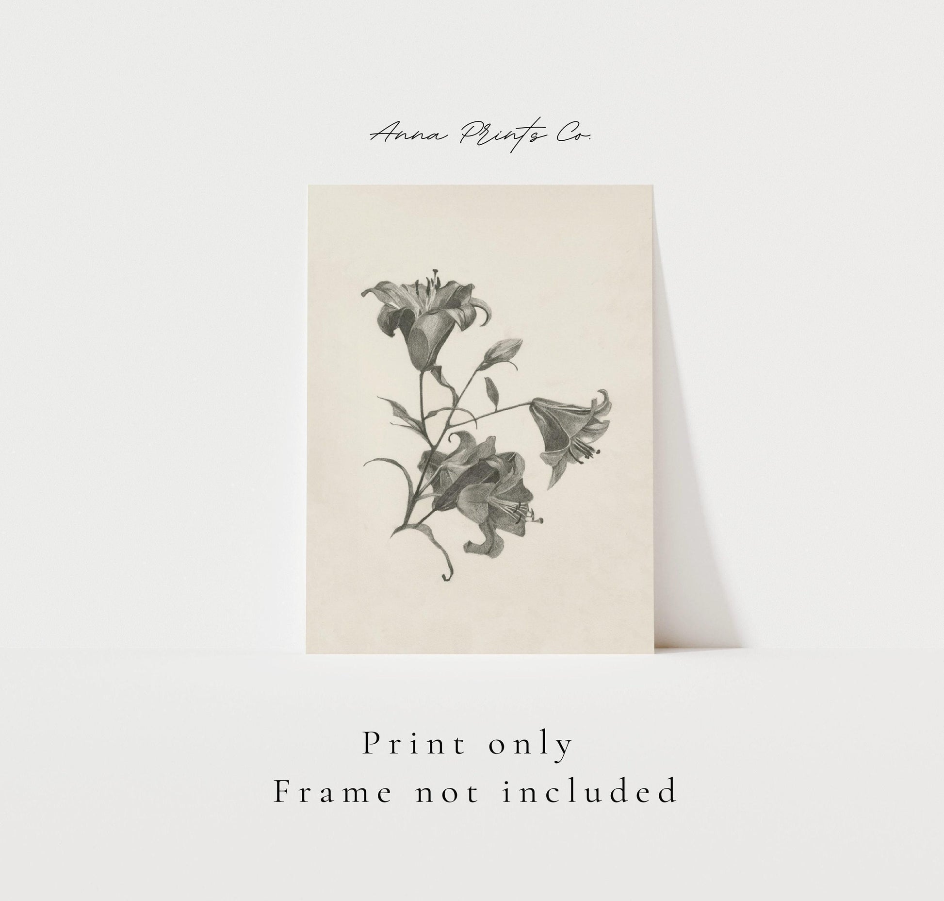 Vintage art print of Lillies Sketch Minimalist Artwork with text overlay stating frame not included