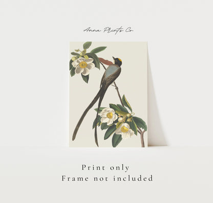Vintage art print of Fork-Tailed Flycatcher by Audubon with text overlay stating frame not included