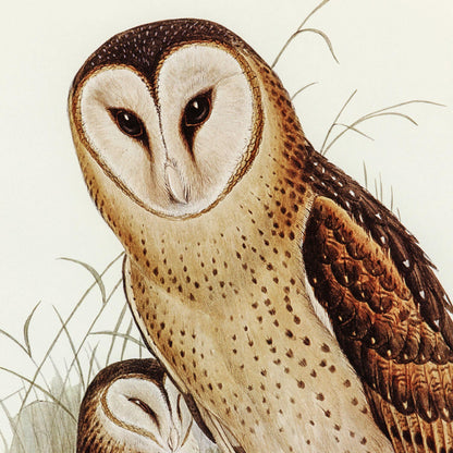 Detailed illustration of an owl with a naturalistic background