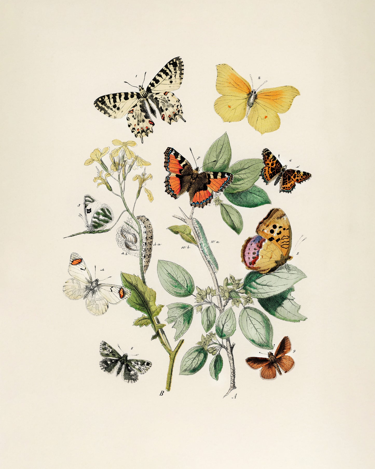 Art print of European Butterflies and Moths by William Forsell Kirby, 1882